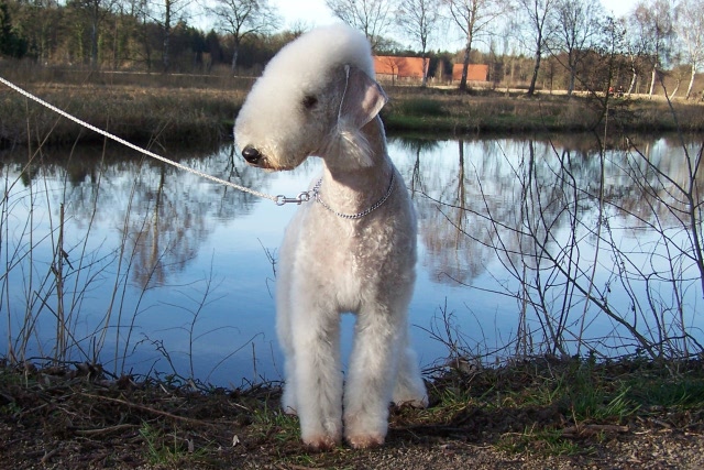 Airis Blue Volshebny Svet 09.02 (31).JPG